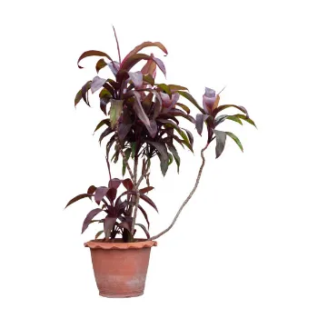 Good Lilium Plant